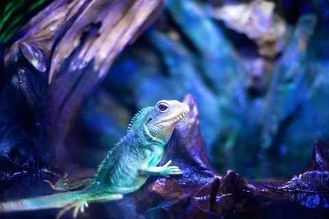 Lizard in aquarium Stock Photos