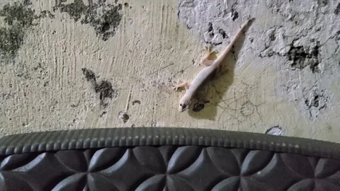 Lizard attack on insect. lizard eating insect Stock Footage 249678666