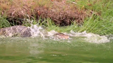Lizard Attacking Another Stock Footage 115235640