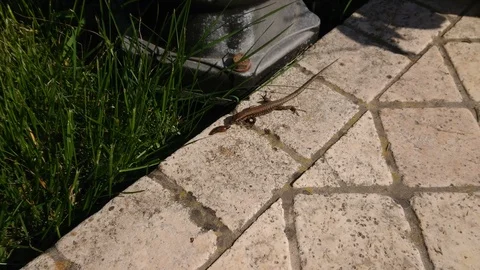 A lizard attacks and catches a snail Stock Footage 106578623