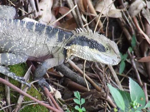 Lizard  Australia Stock Photos