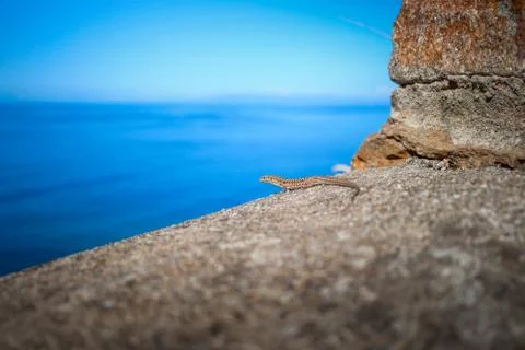 Lizard on the background of the sea Stock Photos