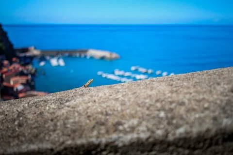 Lizard on the background of the sea Stock Photos