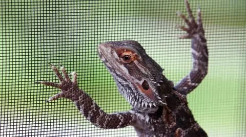Lizard on the balcony screen Stock Footage 16283974