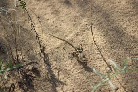 Lizard barkhan sarykum Stock Photos