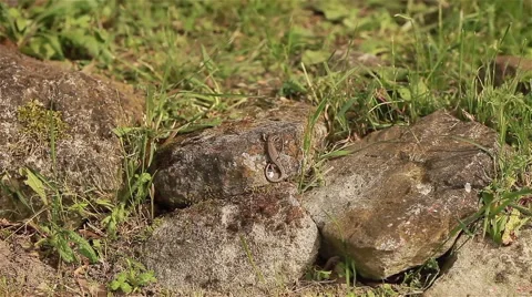 Lizard basking and sitting on rocks and hiding Stock Footage 46028616