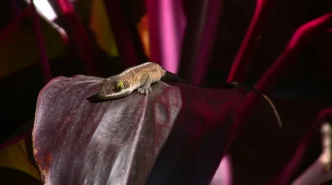 Lizard basking Stock Footage 2406776