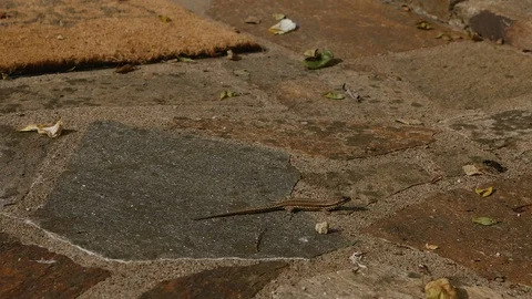 Lizard basking on a marble paving stone Stock Footage 105873217