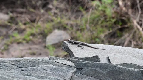 Lizard basking on a rock in Maasai Mara Stock Footage 317494663