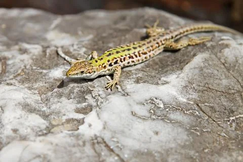 Lizard basking on a rock at solcne Stock Photos