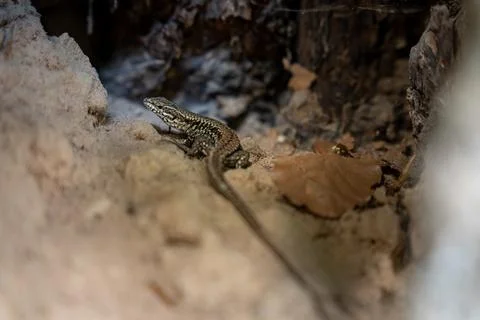 Lizard Basking on Rocky Ledge Among Leaves  Wild Reptile Camouflaged in Natur Stock Photos