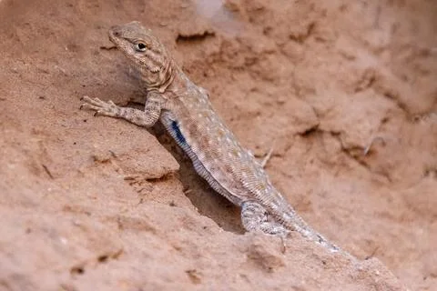 Lizard basking on sandy terrain with a typical desert backdrop in the early.. Stock Photos