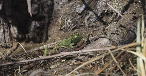 Lizard is basking in the sun, 4K slomo Stock Footage 194032940
