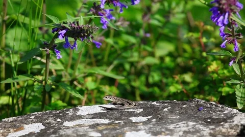 Lizard basking in the sun Stock Footage 125413640