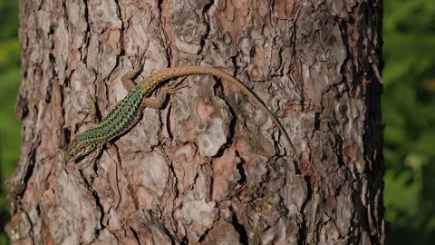 Lizard Basking in the Sun Stock Footage 135917375