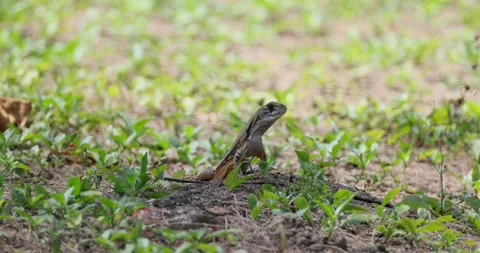 Lizard basking in sun on grassy field, Butterfly Agama Lizard, reptile Vidéo 305928389