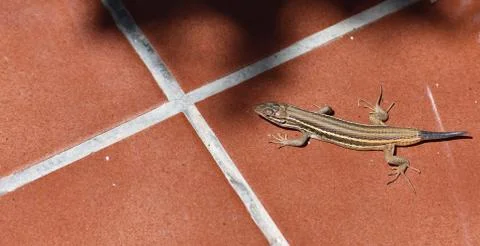Lizard basking in the sun with its new tail Stock Photos