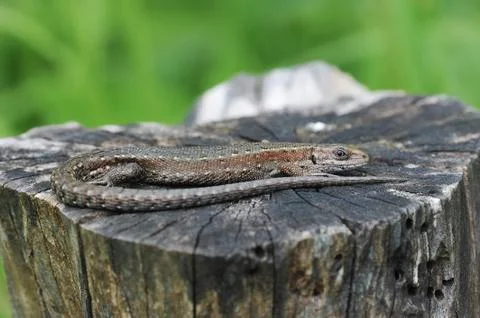 Lizard basking in the sun, lying on the stump Stock Photos