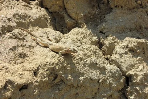 A lizard basking in the sun in the mountains of Gobustan. Azerbaijan... A liz Stock Photos