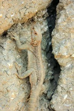 A lizard basking in the sun in the mountains of Gobustan. Azerbaijan. Stock Photos