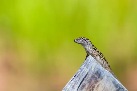 Lizard basking in the sun Stock Photos