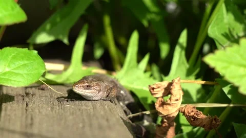 The lizard is basking in the sun. The reptile examines the camera carefully. A Stock Footage 139219016