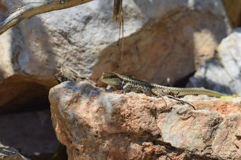 Lizard basking in the sun on a rock Stock Photos