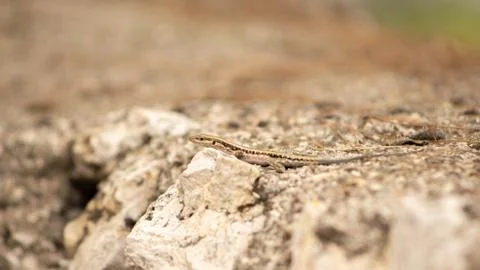 Lizard basking in the sun on the rocks, summer Stock Photos