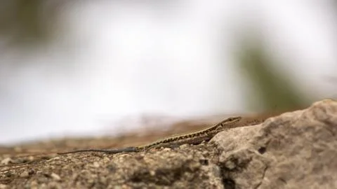 Lizard basking in the sun on the rocks, summer Stock Photos