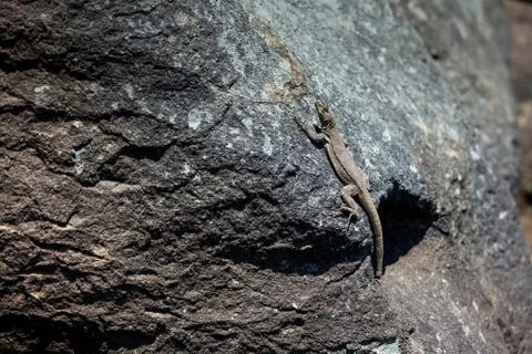 Lizard basking in the sun on a stone, day, damaged tail. Stock-Fotos