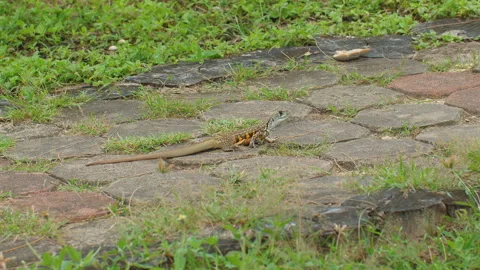Lizard basking in sun on stone pathway in lush green park, beauty of Stock Footage 285073460