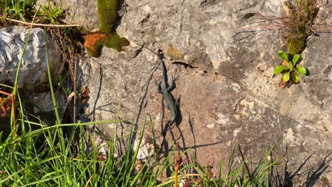 Lizard basking on a sunlit rock surface in nature Vídeos de archivo 344771844
