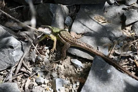 Lizard basking on sunlit rocks in natural habitat Stock Photos