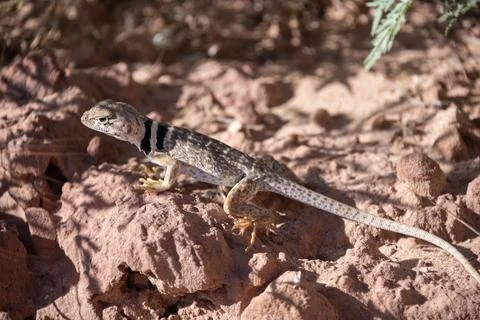 Lizard basking on warm rocks in a sunlit desert environment during midday Stock Photos
