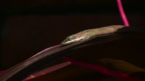Lizard basking02 Stock Footage 2406821