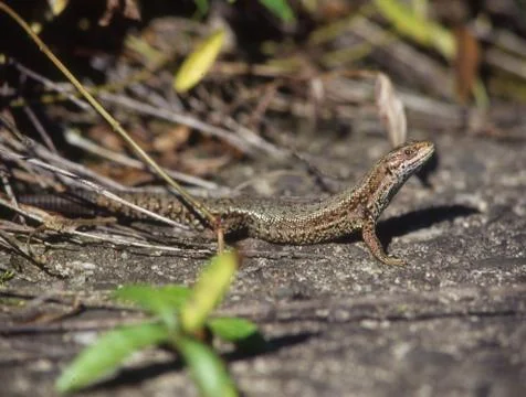 Lizard basks in the grass Stock Photos