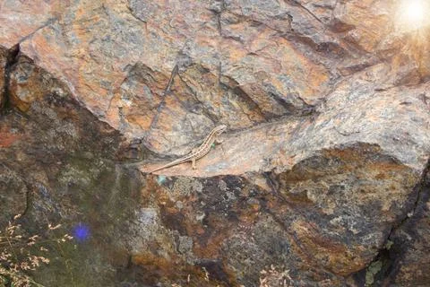 The lizard basks on a stone. Stock Photos