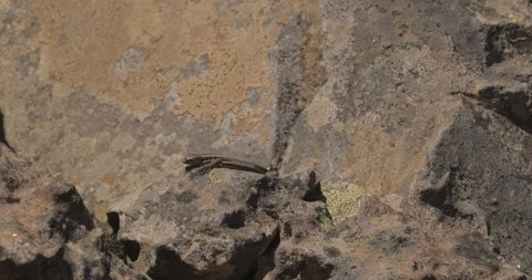 A lizard basks in the sun, 4K slomo Stock Footage 246360896