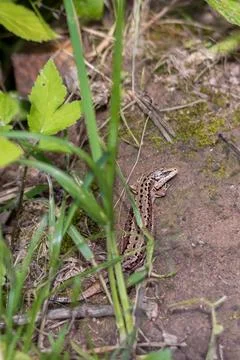 Lizard basks in sun among greenery Stock Photos