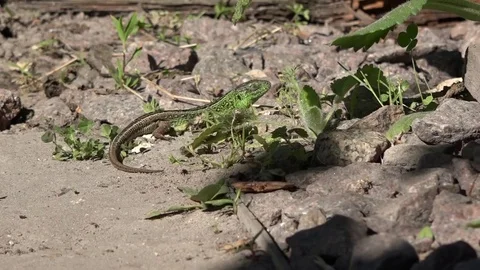 Lizard basks in the sun. Stock Footage 85219167