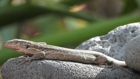 Lizard basks in the sun Stock Footage 132012861