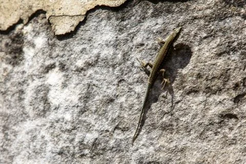 A lizard basks in the sun on a stone wall. Stock Photos