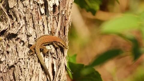 A lizard basks in the sunlight on the bark of a grapevine Vídeo Stock 343510409