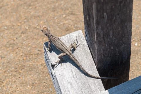 A lizard basks in the sunlight on a weathered wooden plank on a sandy terrain Stock Photos