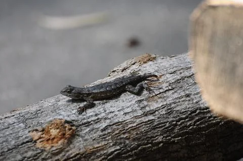 Lizard basks on sunlit log, blending with rugged natural habitat Stock-Fotos