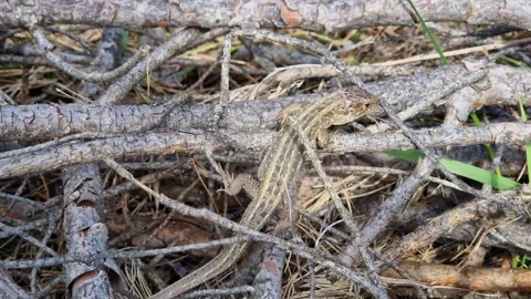 Lizard basks on a tree branch Stock Footage 333708721
