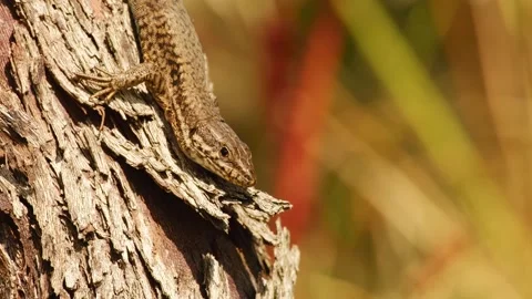 A lizard basks in the warm sunlight on the bark of a grapevine Vídeo Stock 343120563