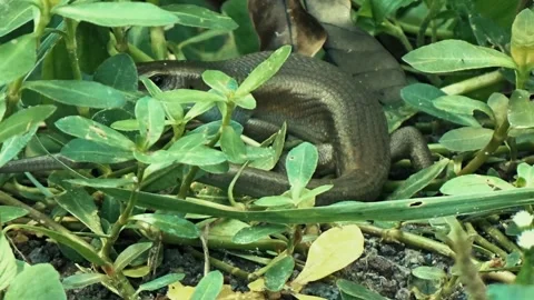 Lizard behind the grass looking for food Stock Footage 304149986