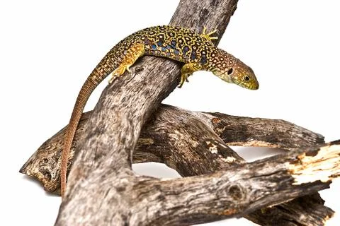 Lizard between branches. Stock Photos