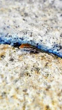 Lizard between the rocks Stock Photos